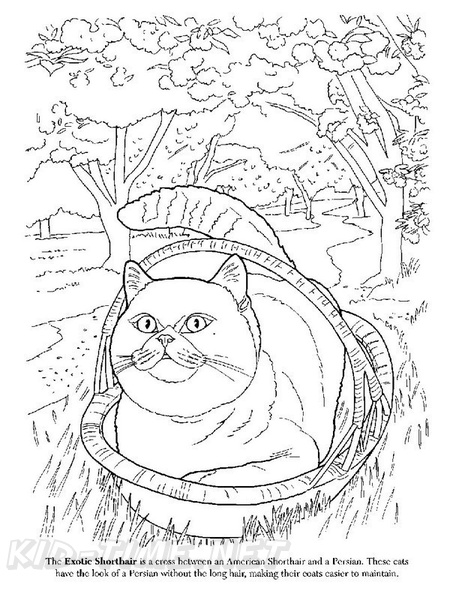 Exotic_Shorthair_Cat_Coloring_Pages_002.jpg