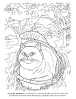 Exotic Shorthair Cat Breed Coloring Book Page