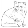 Exotic_Shorthair_Cat_Coloring_Pages_003.jpg