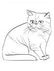 Exotic Shorthair Cat Breed Coloring Book Page