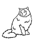 Himalayan Cat Breed Coloring Book Page