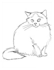 Himalayan Cat Breed Coloring Book Page
