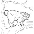 Japanese Bobtail Cat Breed Coloring Book Page