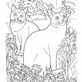 Korat_Cat_Coloring_Pages_001.jpg