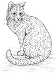 Cats Coloring Book Page