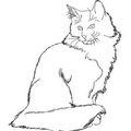 Norwegian_Forest_Cat_Cat_Coloring_Pages_006.jpg