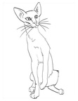 Oriental Shorthair Cats Coloring Book Page