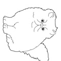 Persian_Cat_Coloring_Pages_001.jpg