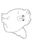 Persian Cat Breed Coloring Book Page