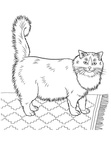 Persian Cat Breed Coloring Book Page