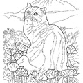 Persian_Cat_Coloring_Pages_007.jpg