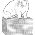 Persian_Cat_Coloring_Pages_011.jpg