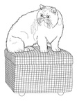 Persian Cat Breed Coloring Book Page