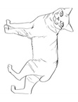 Pixie-bob Cat Coloring Book Page
