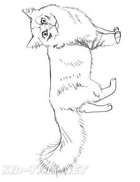 Ragamuffin_Cat_Coloring_Pages_001.jpg