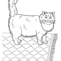 Ragdoll Cat Breed Coloring Book Page