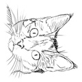 Realistic_Cat_Cat_Coloring_Pages_004.jpg