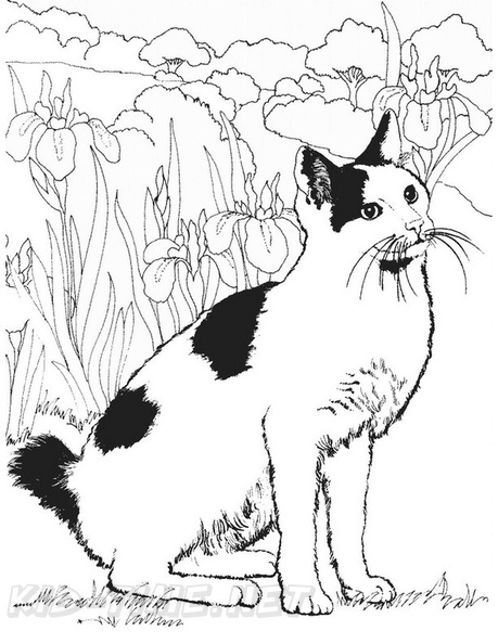 Realistic Cats Coloring Book Page Free Coloring Book Pages