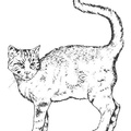 Realistic_Cat_Cat_Coloring_Pages_006.jpg