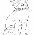 Realistic_Cat_Cat_Coloring_Pages_007.jpg