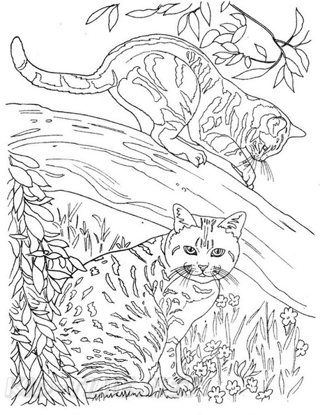 Cat Coloring Pages Realistic / Realistic Cat Coloring Pages Clipart