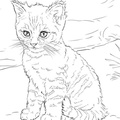 Realistic_Cat_Cat_Coloring_Pages_010.jpg