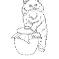 Realistic_Cat_Cat_Coloring_Pages_023.jpg