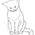 Realistic_Cat_Cat_Coloring_Pages_024.jpg