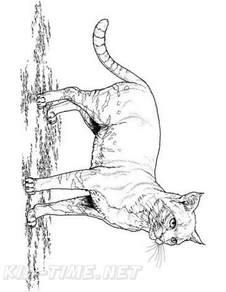 Realistic_Cat_Cat_Coloring_Pages_027.jpg