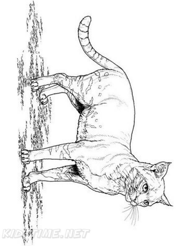 Coloring Pages Of Realistic Cats - Cat Coloring Pages For Kids And