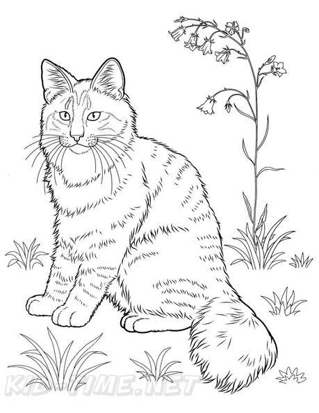 Realistic_Cat_Cat_Coloring_Pages_031.jpg