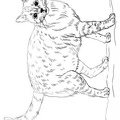 Realistic_Cat_Cat_Coloring_Pages_034.jpg