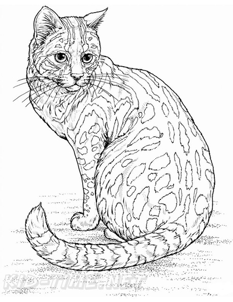 Realistic_Cat_Cat_Coloring_Pages_035.jpg
