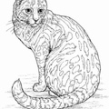 Realistic_Cat_Cat_Coloring_Pages_035.jpg