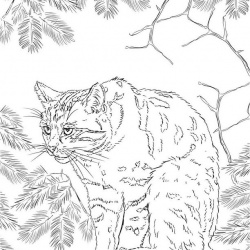 Scottish Wildcat