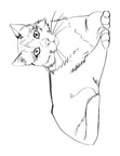 Cats Coloring Book Page