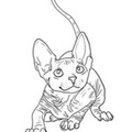 Canadian_Sphynx_Cat_Coloring_Pages_001.jpg