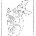 Canadian_Sphynx_Cat_Coloring_Pages_005.jpg