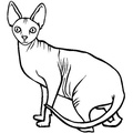 Canadian_Sphynx_Cat_Coloring_Pages_009.jpg