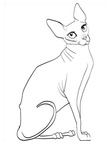 Sphynx Cat Coloring Book Page