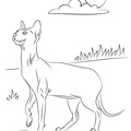 Sphynx_Cat_Coloring_Pages_010.jpg