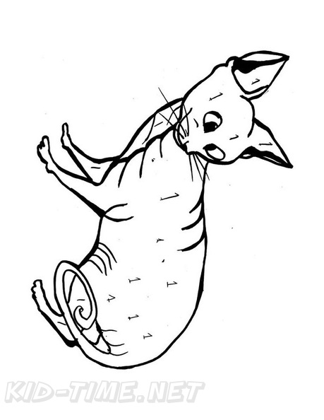 Sphynx Cat Coloring Book Page