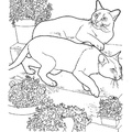 Tonkinese_Cat_Coloring_Pages_001.jpg