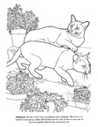 Tonkinese Cat Breed Coloring Book Page