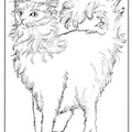Angora_Cat_Coloring_Pages_002.jpg
