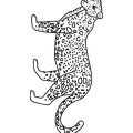 Cheetah_Coloring_Pages_035.jpg