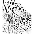 Cheetah_Coloring_Pages_087.jpg