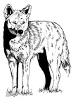 Coyote Coloring Book Page