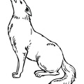 Coyote_Coloring_Pages_011.jpg