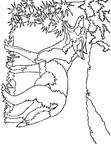 Coyote Coloring Pages 021